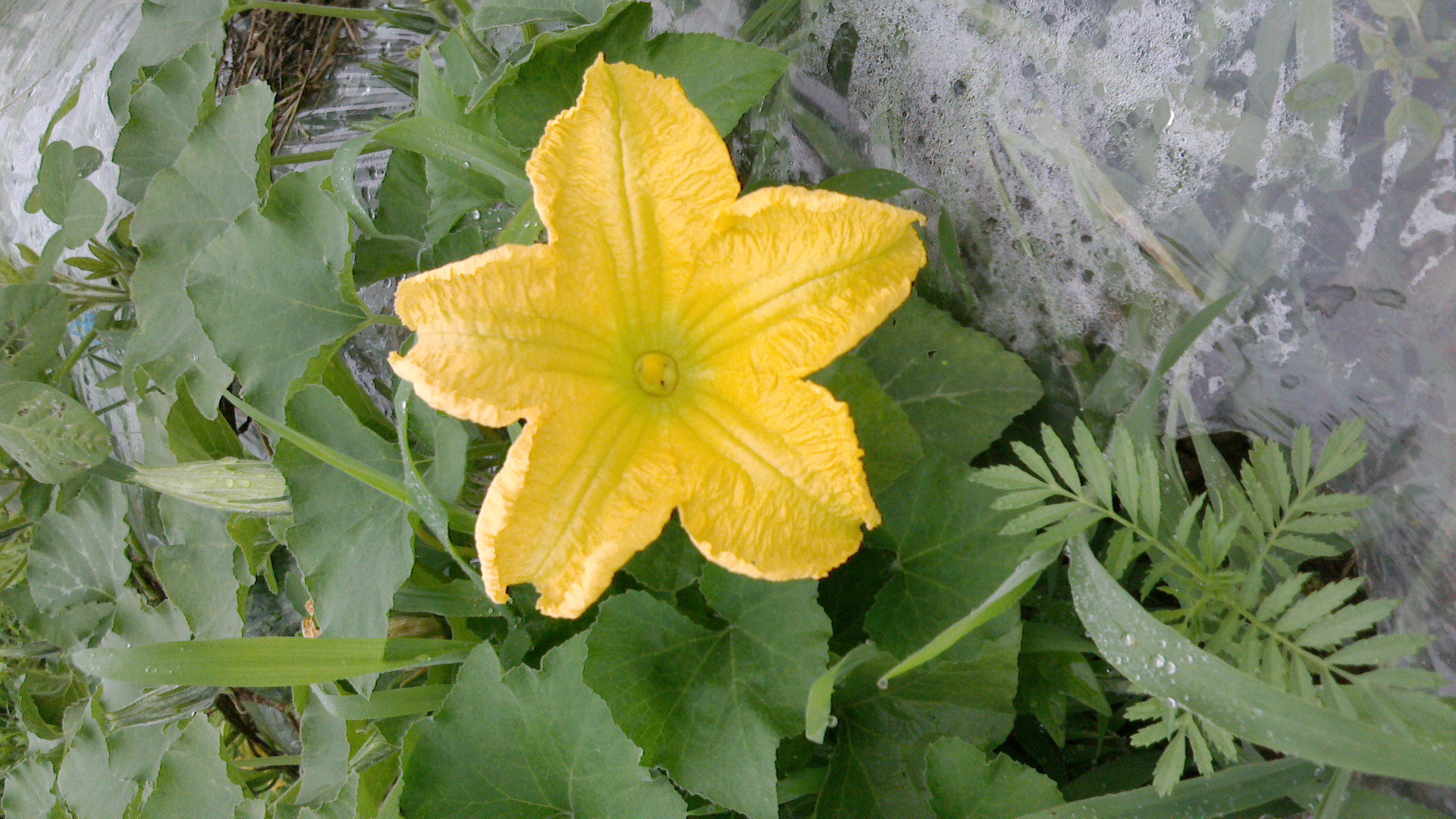 カボチャの花は二つある 新鮮で安全安心な野菜をお届けします