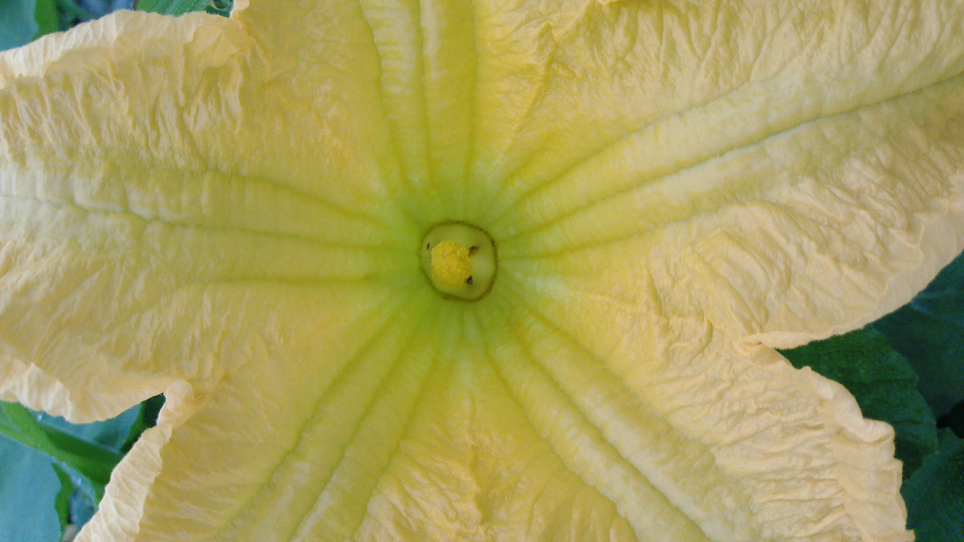 カボチャの花は二つある 新鮮で安全安心な野菜をお届けします